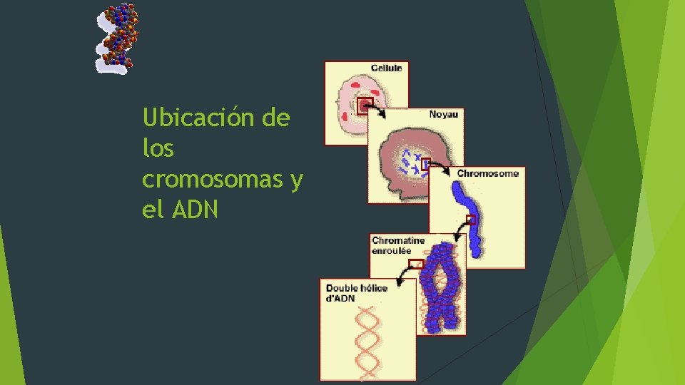 Ubicación de los cromosomas y el ADN 
