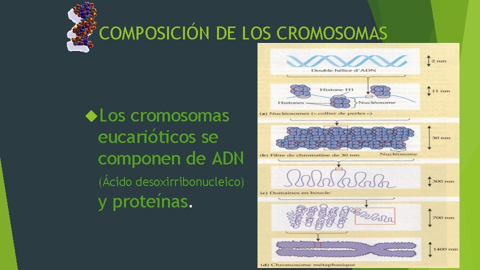 COMPOSICIÓN DE LOS CROMOSOMAS Los cromosomas eucarióticos se componen de ADN (Ácido desoxirribonucleico) y