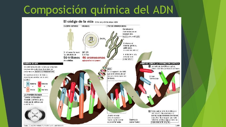 Composición química del ADN 