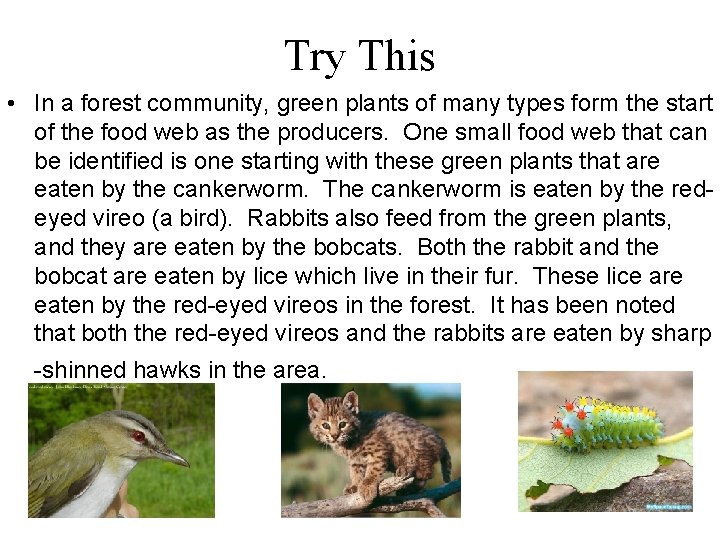 Try This • In a forest community, green plants of many types form the