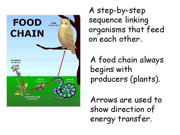 A step-by-step sequence linking organisms that feed on each other. A food chain always