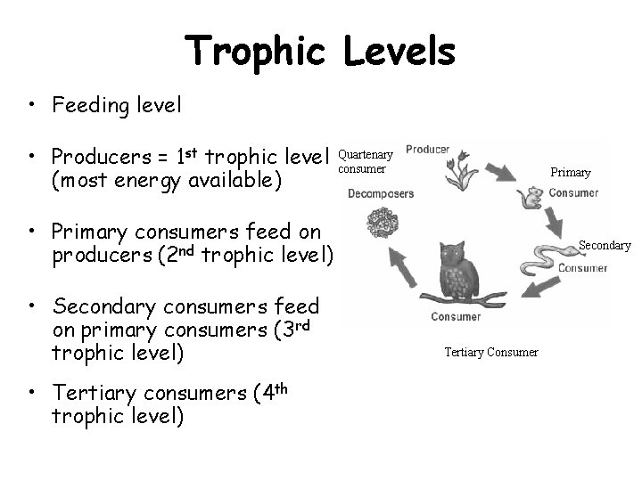 Trophic Levels • Feeding level • Producers = 1 st trophic level (most energy