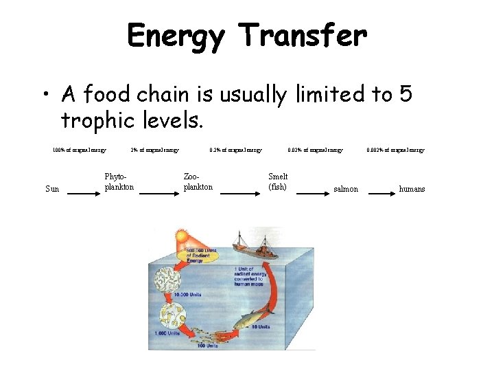 Energy Transfer • A food chain is usually limited to 5 trophic levels. 100%