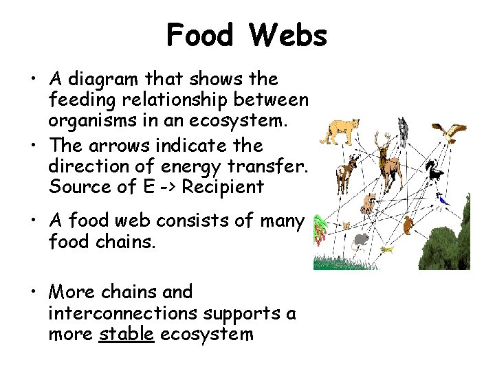 Food Webs • A diagram that shows the feeding relationship between organisms in an