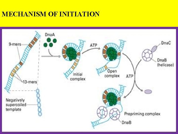 MECHANISM OF INITIATION 