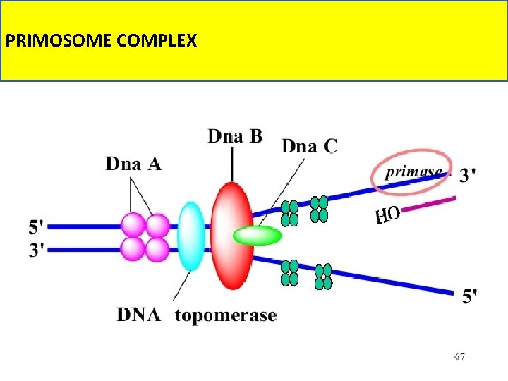PRIMOSOME COMPLEX 