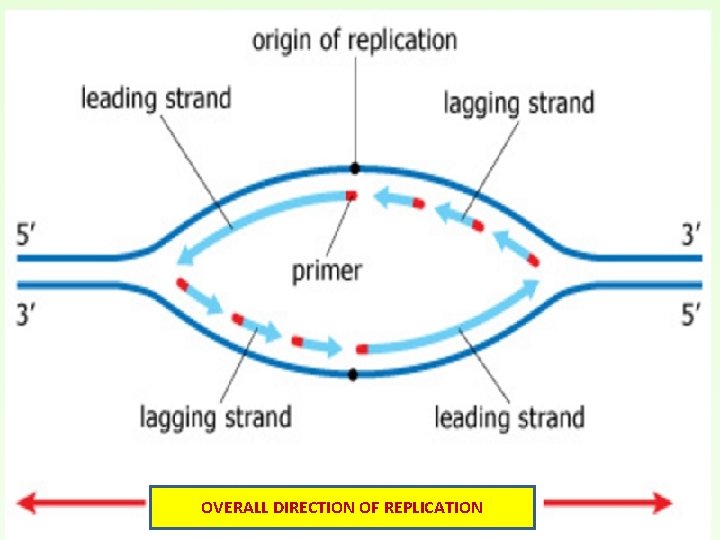 OVERALL DIRECTION OF REPLICATION 