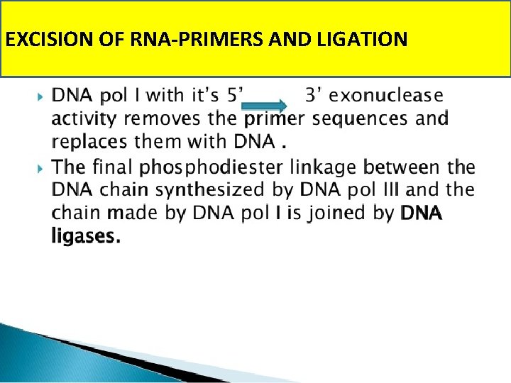 EXCISION OF RNA-PRIMERS AND LIGATION 
