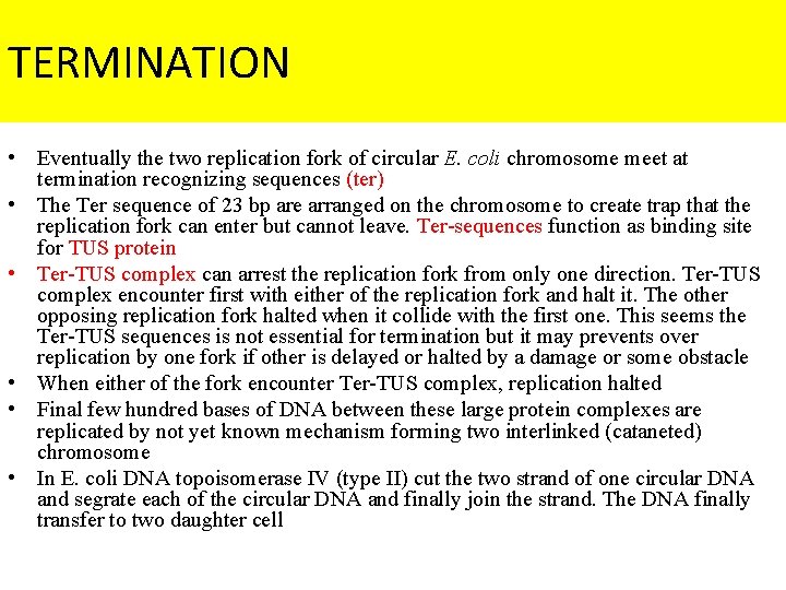 TERMINATION • Eventually the two replication fork of circular E. coli chromosome meet at