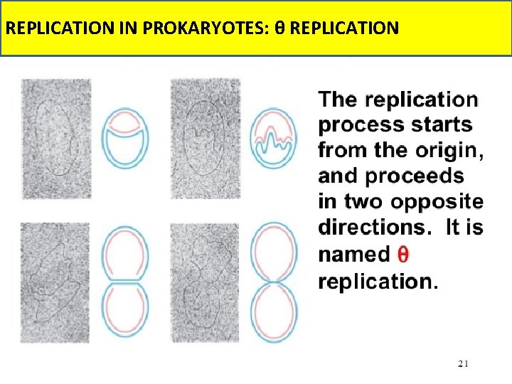 REPLICATION IN PROKARYOTES: θ REPLICATION 