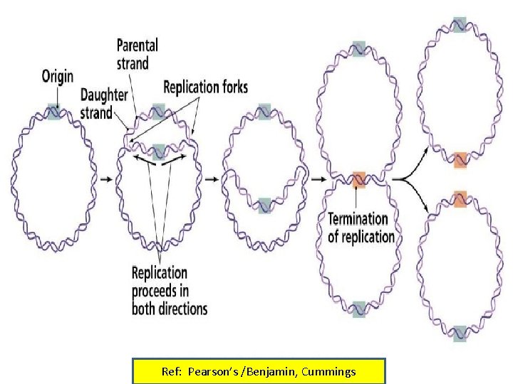 Ref: Pearson’s /Benjamin, Cummings 