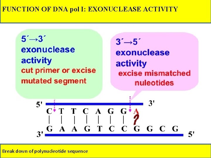 FUNCTION OF DNA pol I: EXONUCLEASE ACTIVITY Break down of polynucleotide sequence 