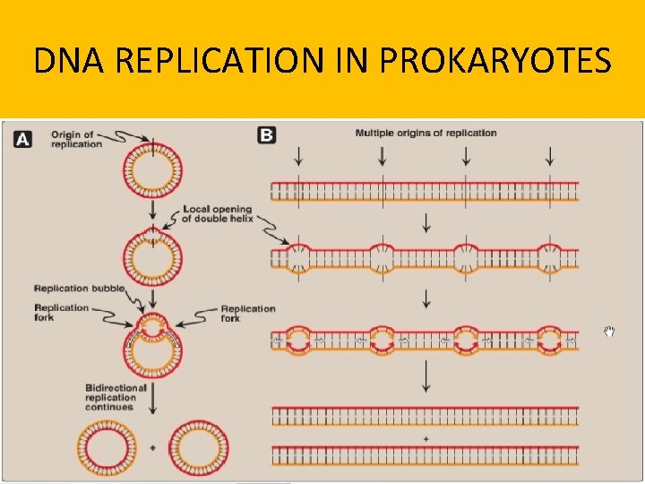 DNA REPLICATION IN PROKARYOTES 