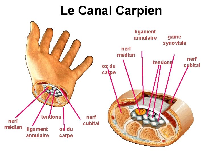 Le Canal Carpien ligament annulaire gaine synoviale nerf médian os du carpe tendons nerf