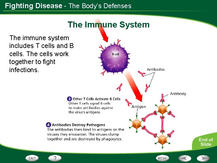 Fighting Disease - The Body’s Defenses The Immune System The immune system includes T