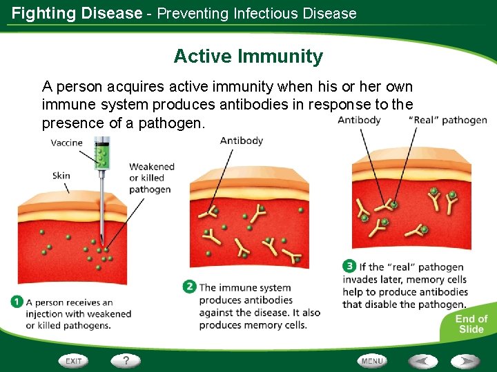 Fighting Disease - Preventing Infectious Disease Active Immunity A person acquires active immunity when