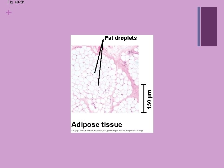 Fig. 40 -5 h + 150 µm Fat droplets Adipose tissue Fig. 40 -5 h + 150 µm Fat droplets Adipose tissue