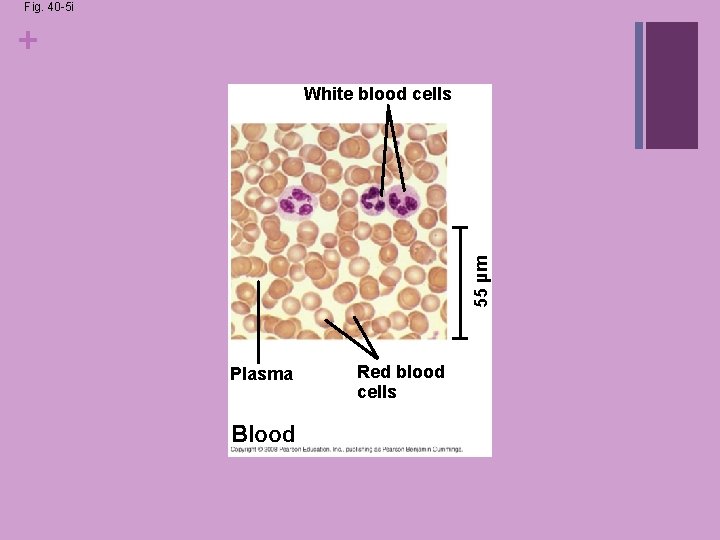 Fig. 40 -5 i + 55 µm White blood cells Plasma Blood Red blood Fig. 40 -5 i + 55 µm White blood cells Plasma Blood Red blood