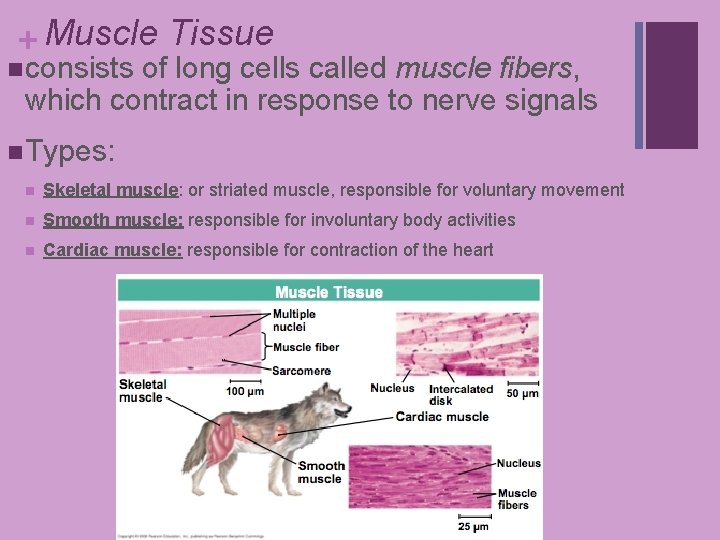 + Muscle Tissue n consists of long cells called muscle fibers, which contract in + Muscle Tissue n consists of long cells called muscle fibers, which contract in