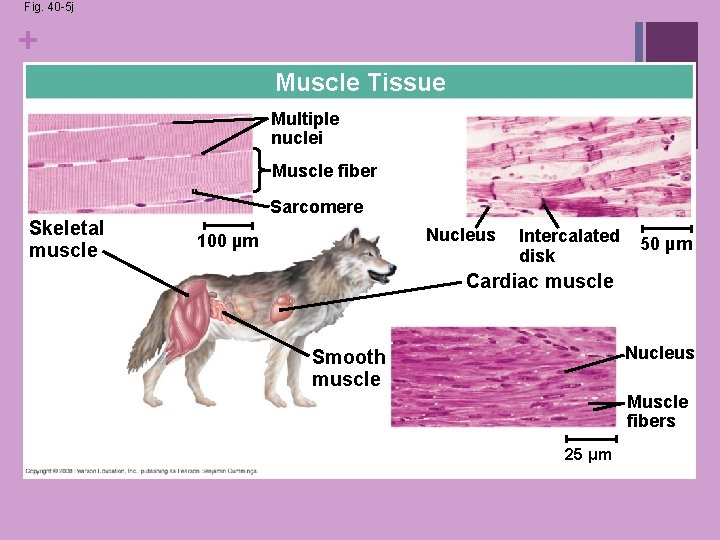 Fig. 40 -5 j + Muscle Tissue Multiple nuclei Muscle fiber Sarcomere Skeletal muscle Fig. 40 -5 j + Muscle Tissue Multiple nuclei Muscle fiber Sarcomere Skeletal muscle