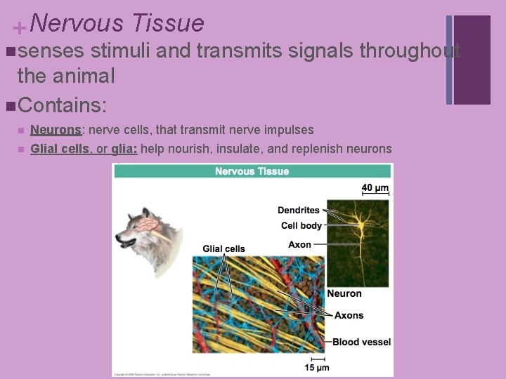 + Nervous Tissue n senses stimuli and transmits signals throughout the animal n Contains: + Nervous Tissue n senses stimuli and transmits signals throughout the animal n Contains: