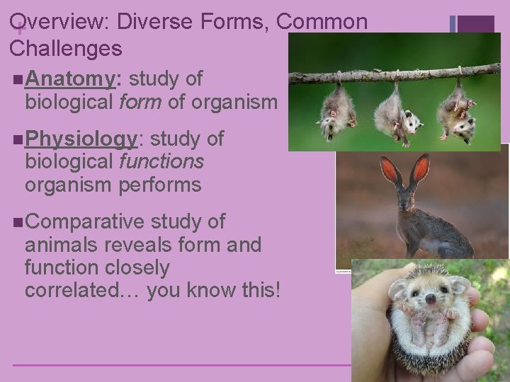 Overview: Diverse Forms, Common + Challenges n Anatomy: study of biological form of organism Overview: Diverse Forms, Common + Challenges n Anatomy: study of biological form of organism