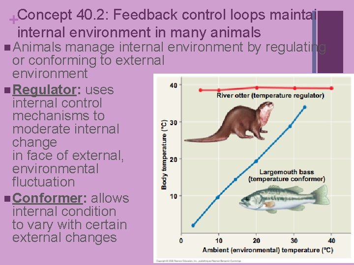 +Concept 40. 2: Feedback control loops maintain internal environment in many animals n Animals +Concept 40. 2: Feedback control loops maintain internal environment in many animals n Animals