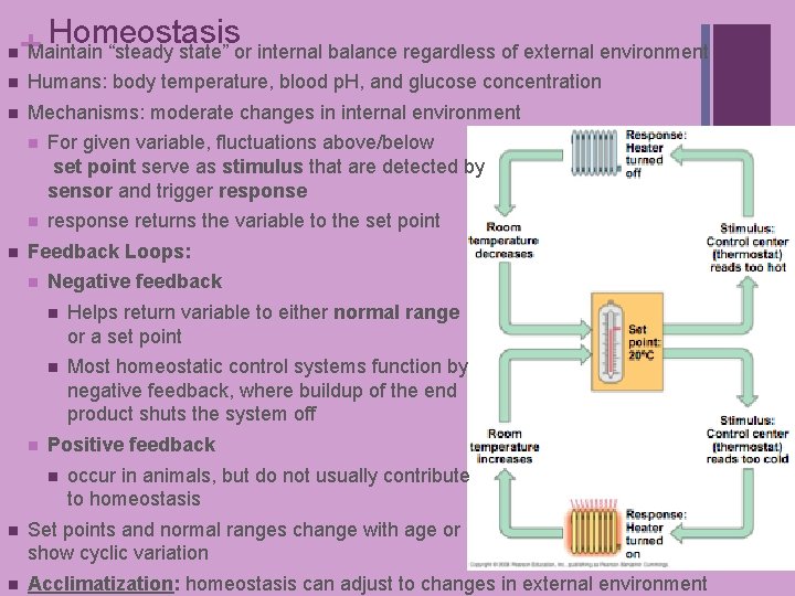 Homeostasis n+ Maintain “steady state” or internal balance regardless of external environment n Humans: Homeostasis n+ Maintain “steady state” or internal balance regardless of external environment n Humans: