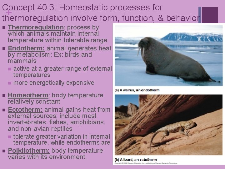 Concept 40. 3: Homeostatic processes for + thermoregulation involve form, function, & behavior Thermoregulation: Concept 40. 3: Homeostatic processes for + thermoregulation involve form, function, & behavior Thermoregulation: