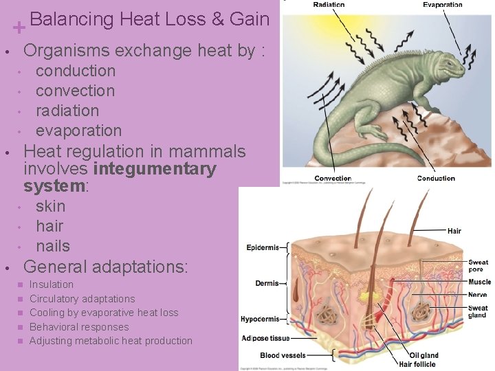 + Balancing Heat Loss & Gain Organisms exchange heat by : • • • + Balancing Heat Loss & Gain Organisms exchange heat by : • • •