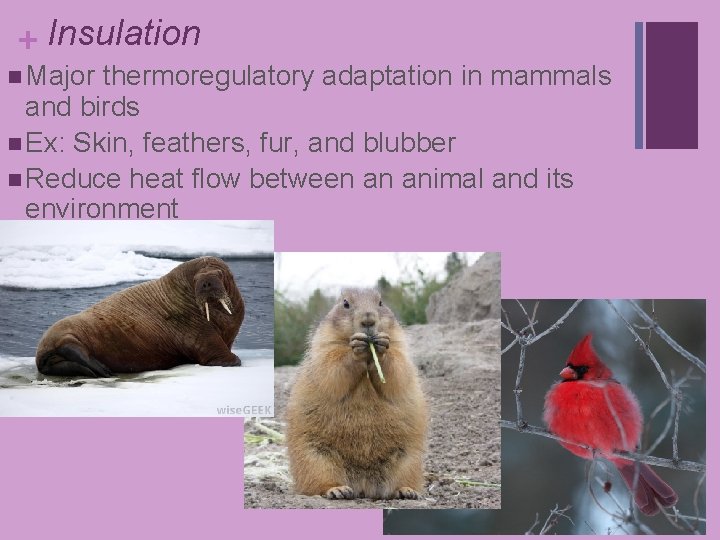 + Insulation n Major thermoregulatory adaptation in mammals and birds n Ex: Skin, feathers, + Insulation n Major thermoregulatory adaptation in mammals and birds n Ex: Skin, feathers,