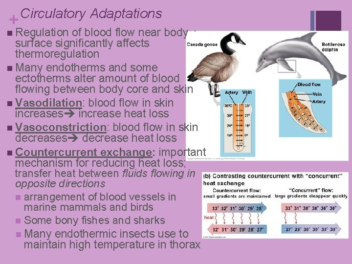 + Circulatory Adaptations n Regulation of blood flow near body surface significantly affects thermoregulation + Circulatory Adaptations n Regulation of blood flow near body surface significantly affects thermoregulation