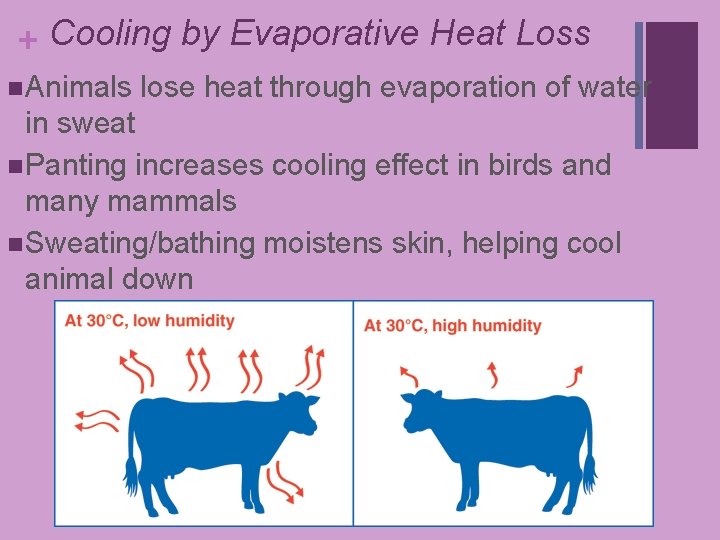 + Cooling by Evaporative Heat Loss n Animals lose heat through evaporation of water + Cooling by Evaporative Heat Loss n Animals lose heat through evaporation of water