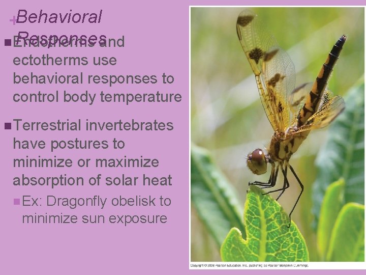 +Behavioral Responsesand n Endotherms ectotherms use behavioral responses to control body temperature n Terrestrial +Behavioral Responsesand n Endotherms ectotherms use behavioral responses to control body temperature n Terrestrial