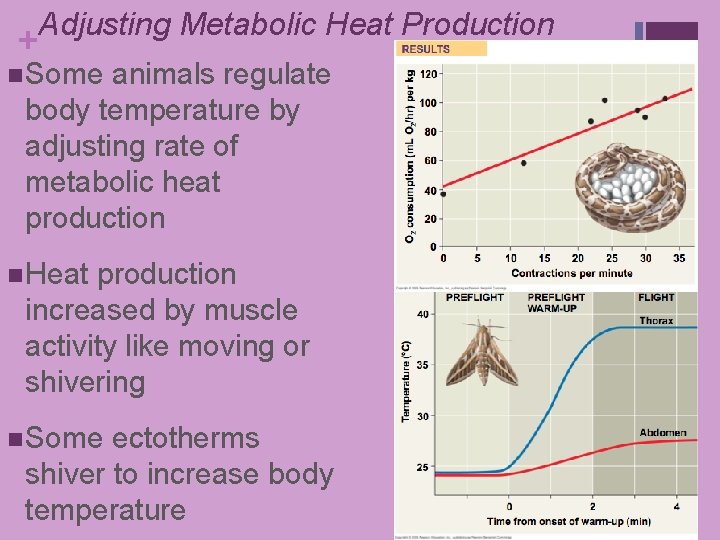 Adjusting Metabolic Heat Production + n Some animals regulate body temperature by adjusting rate Adjusting Metabolic Heat Production + n Some animals regulate body temperature by adjusting rate