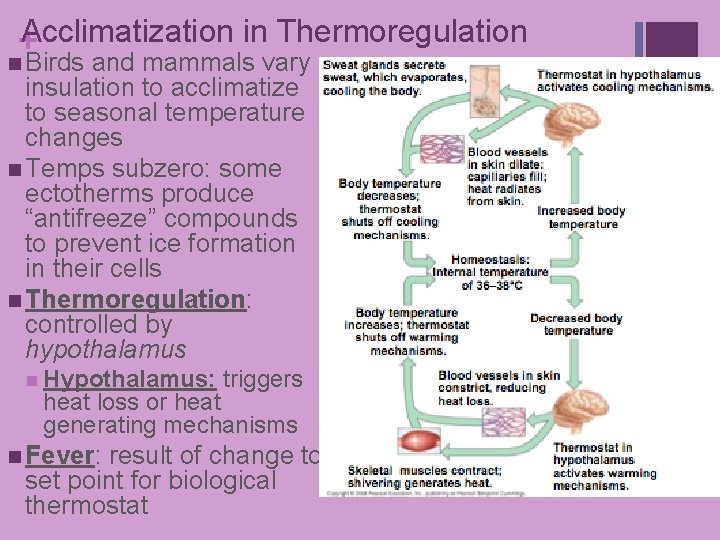 +Acclimatization in Thermoregulation n Birds and mammals vary insulation to acclimatize to seasonal temperature +Acclimatization in Thermoregulation n Birds and mammals vary insulation to acclimatize to seasonal temperature