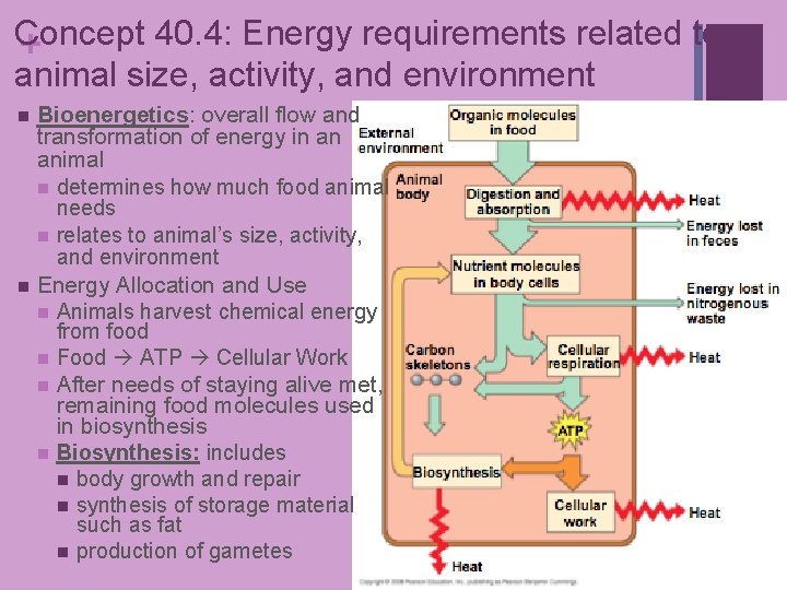 Concept 40. 4: Energy requirements related to + animal size, activity, and environment Bioenergetics: Concept 40. 4: Energy requirements related to + animal size, activity, and environment Bioenergetics: