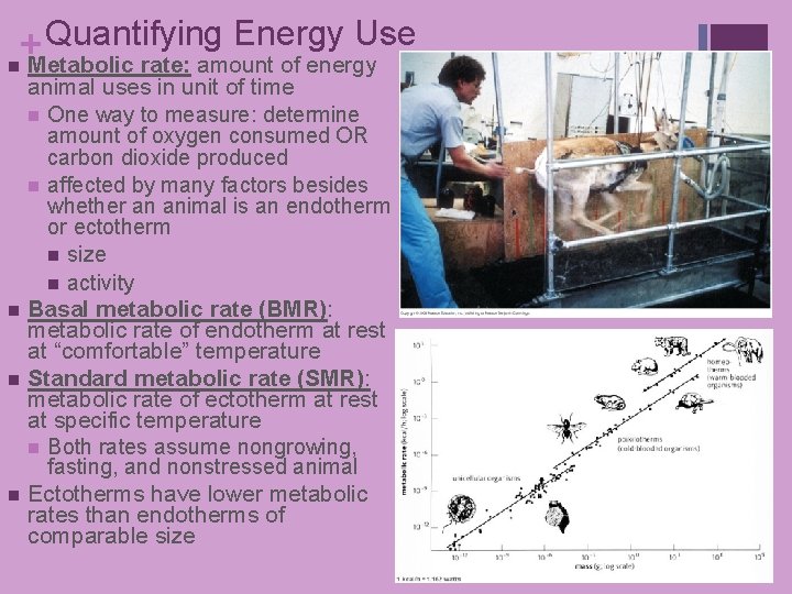 Quantifying Energy Use + n Metabolic rate: amount of energy animal uses in unit Quantifying Energy Use + n Metabolic rate: amount of energy animal uses in unit