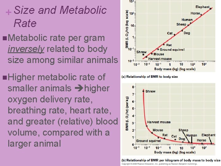 + Size and Metabolic Rate n Metabolic rate per gram inversely related to body + Size and Metabolic Rate n Metabolic rate per gram inversely related to body