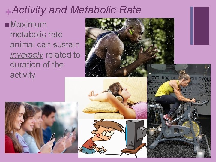 +Activity and Metabolic Rate n Maximum metabolic rate animal can sustain inversely related to +Activity and Metabolic Rate n Maximum metabolic rate animal can sustain inversely related to
