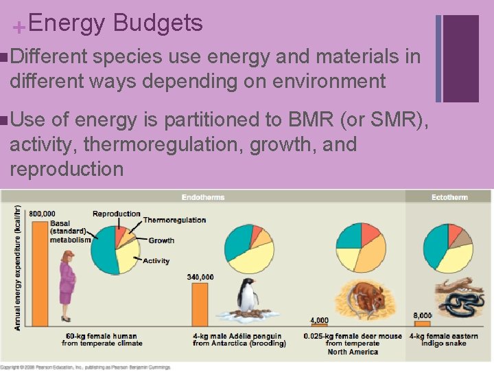+ Energy Budgets n Different species use energy and materials in different ways depending + Energy Budgets n Different species use energy and materials in different ways depending