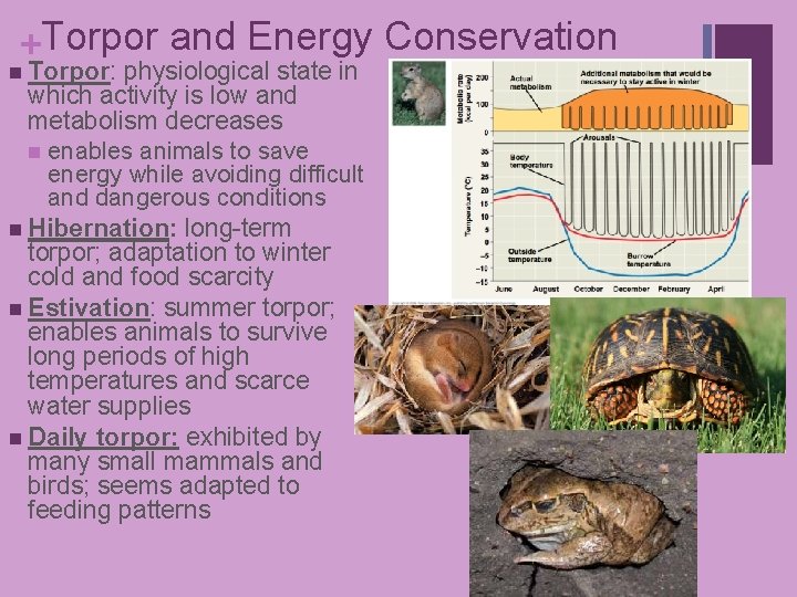 +Torpor and Energy Conservation n Torpor: physiological state in which activity is low and +Torpor and Energy Conservation n Torpor: physiological state in which activity is low and