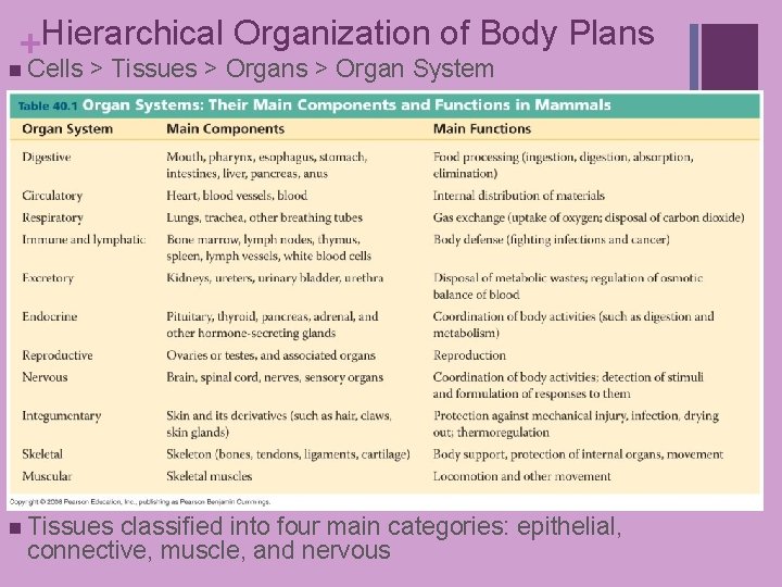 +Hierarchical Organization of Body Plans n Cells > Tissues > Organ System n Tissues +Hierarchical Organization of Body Plans n Cells > Tissues > Organ System n Tissues