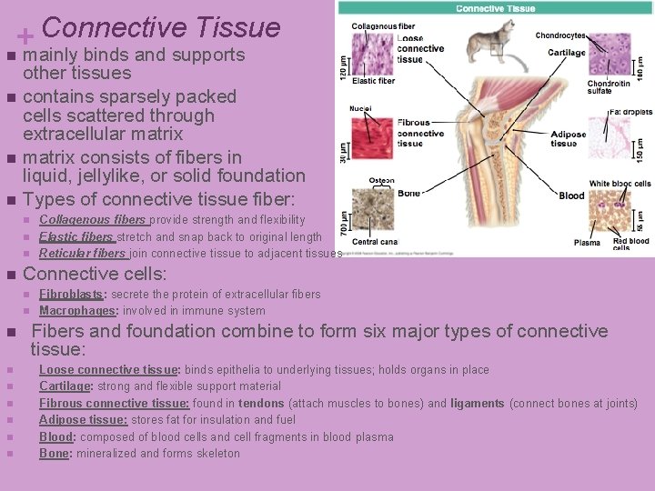 Connective Tissue + n mainly binds and supports other tissues n contains sparsely packed Connective Tissue + n mainly binds and supports other tissues n contains sparsely packed