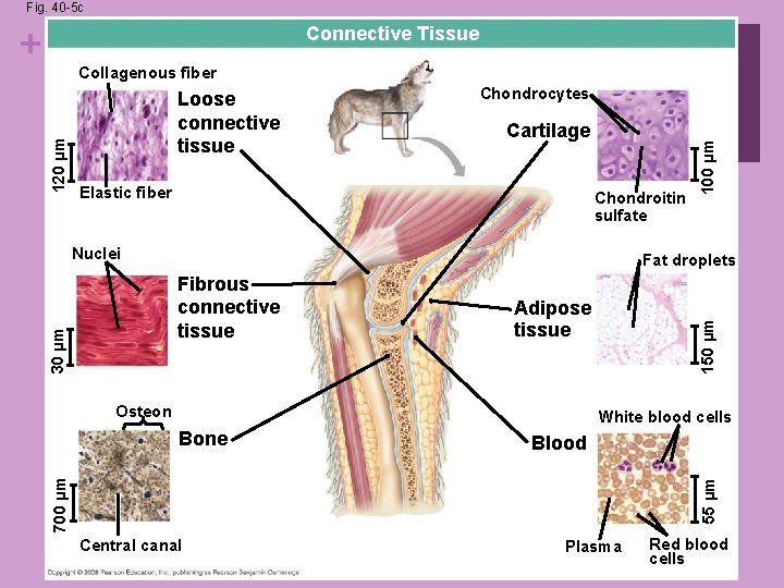 Fig. 40 -5 c + Connective Tissue Loose connective tissue Chondrocytes Cartilage Elastic fiber Fig. 40 -5 c + Connective Tissue Loose connective tissue Chondrocytes Cartilage Elastic fiber