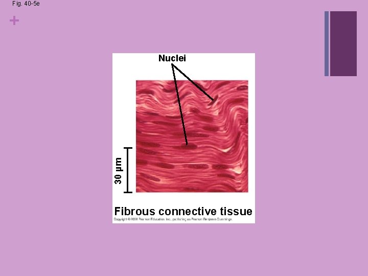 Fig. 40 -5 e + 30 µm Nuclei Fibrous connective tissue Fig. 40 -5 e + 30 µm Nuclei Fibrous connective tissue