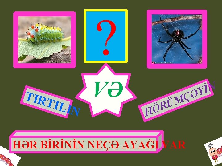 ? TIR TIL IN VƏ Ç M Ü N İ Y Ə R Ö