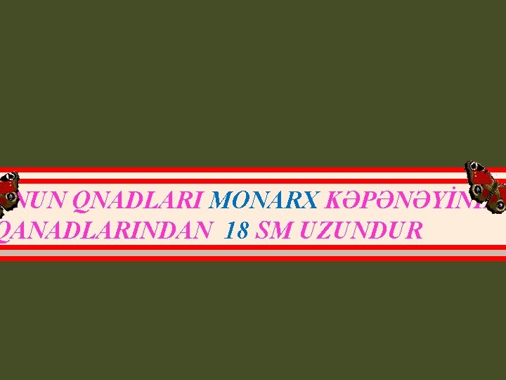 ONUN QNADLARI MONARX KƏPƏNƏYİNİN QANADLARINDAN 18 SM UZUNDUR 