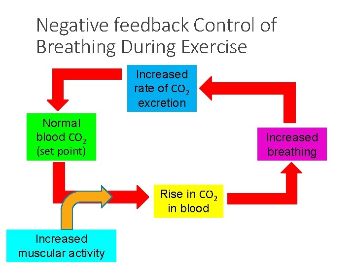 Negative feedback Control of Breathing During Exercise Increased rate of CO 2 excretion Normal