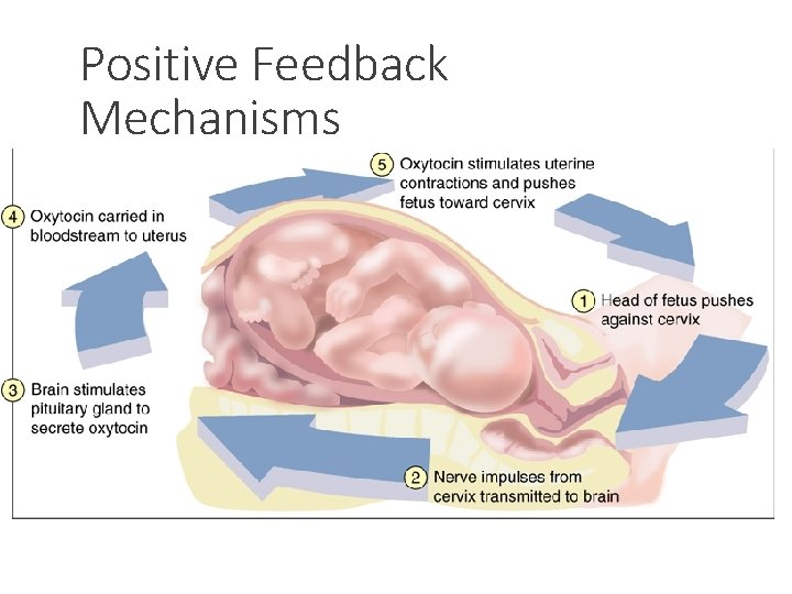 Positive Feedback Mechanisms 